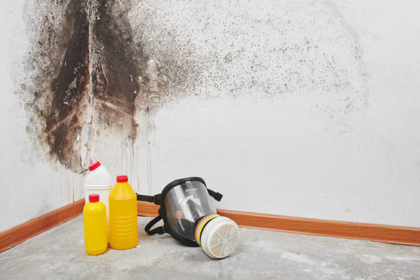 Best Black Mold Removal  in Laware City, DE