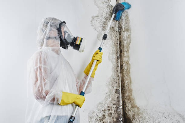 Best Mold Removal Company Near Me  in Laware City, DE