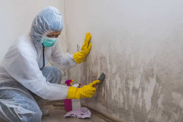 Best Best Mold Removal Companies  in Laware City, DE