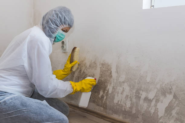 Best Professional Mold Removal  in Laware City, DE