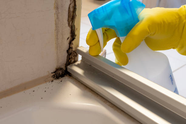 Best Local Mold Removal Service  in Laware City, DE