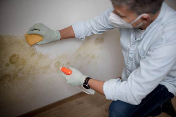 Best Mold Remediation Services  in Laware City, DE
