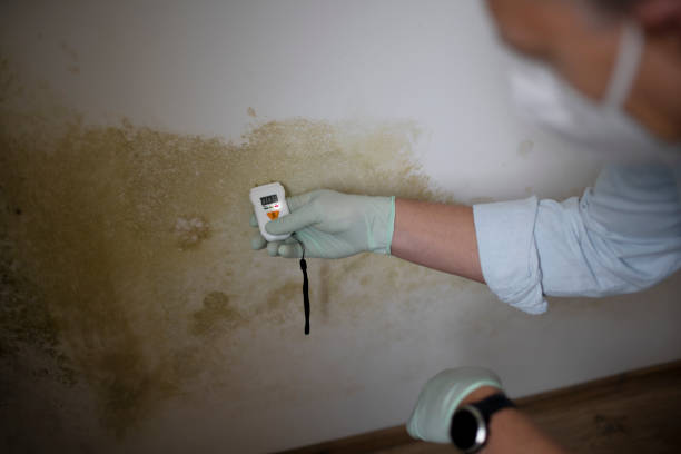 Best Mold Remediation Experts  in Laware City, DE