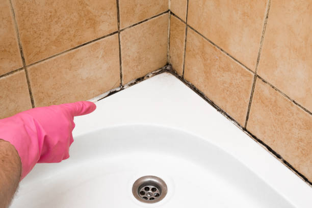 Best Attic Mold Removal  in Laware City, DE